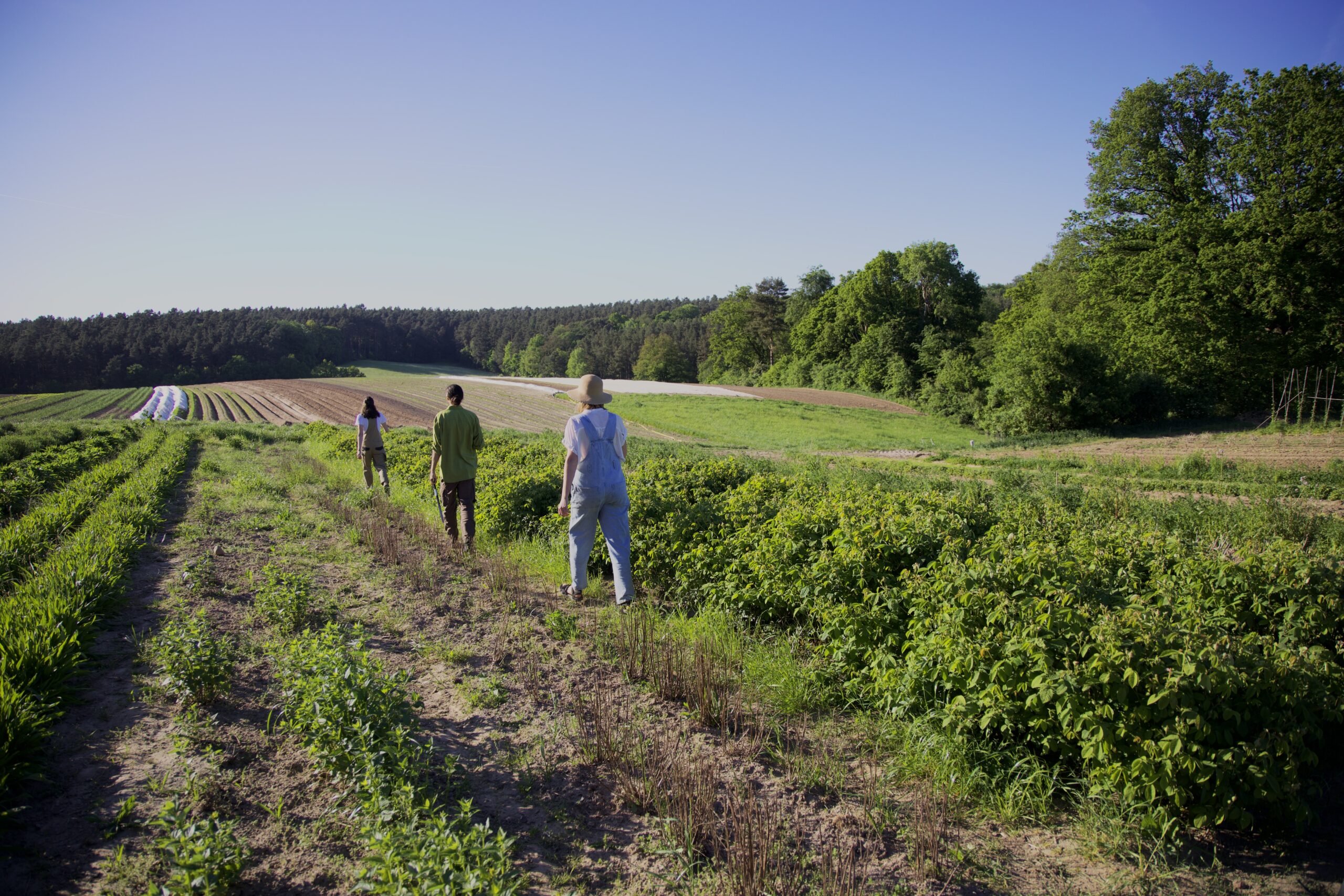 Team Linda+Nico+Ceri Walking